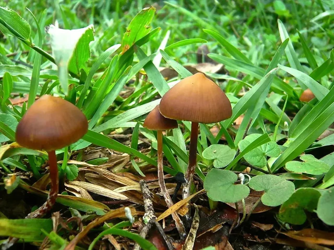 Psilocybin Subtropicalis Mushroom in the Wild