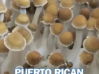 Puerto Rico