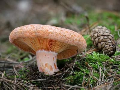 Saffron Milkcap