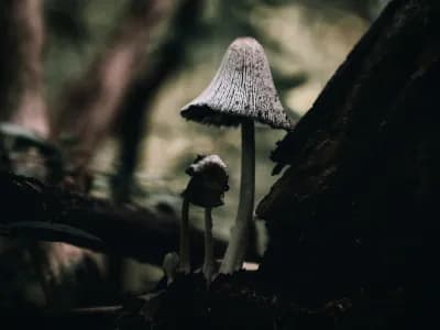 Shaggy Mane