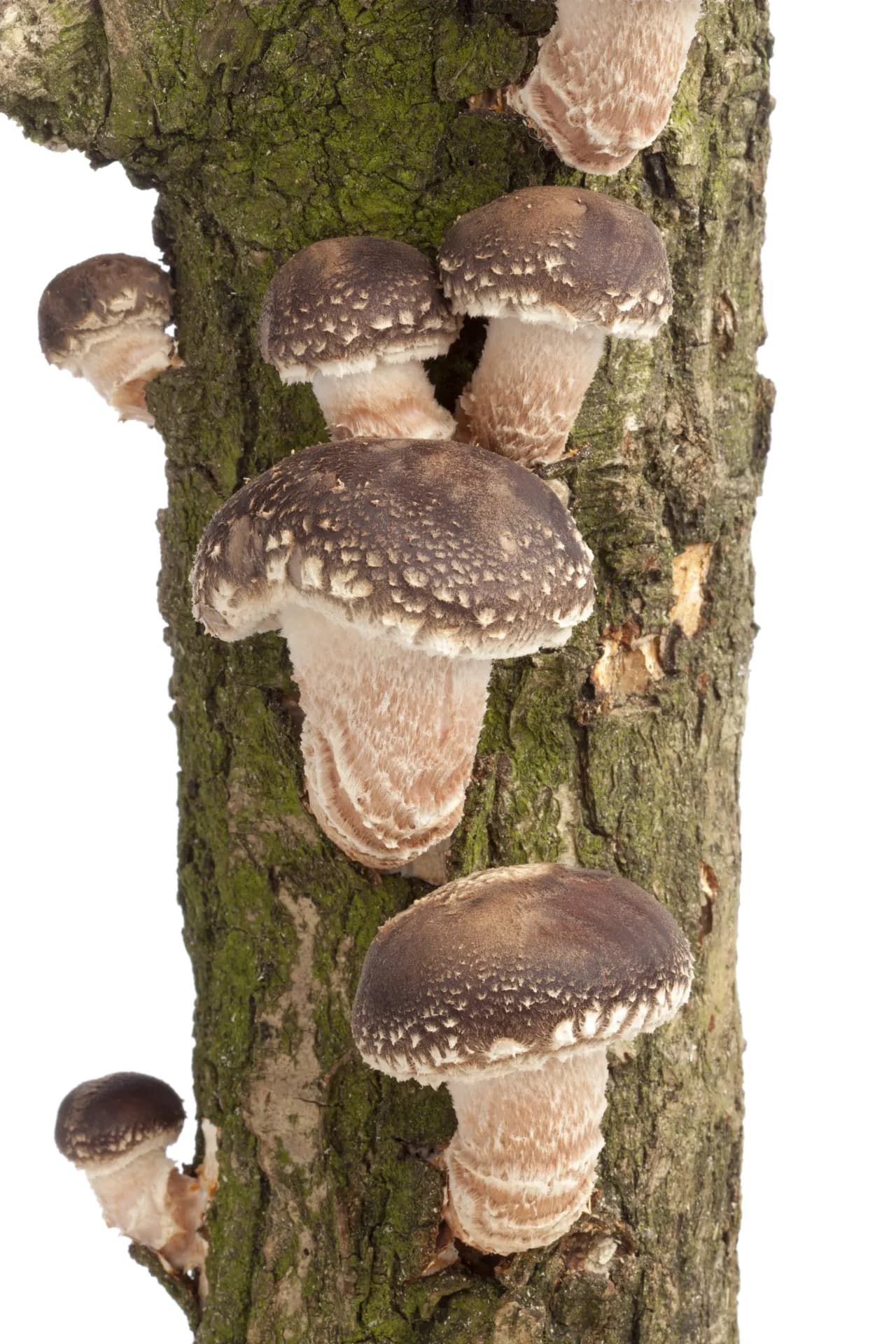 Shiitake