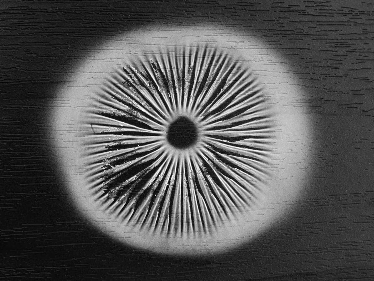 Spore Print