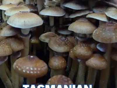 Tasmania