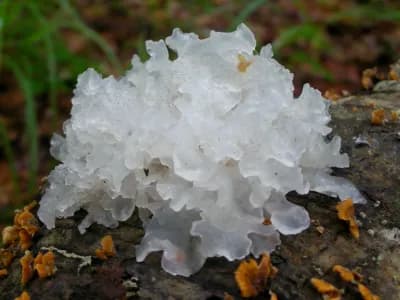 Tremella fuciformis