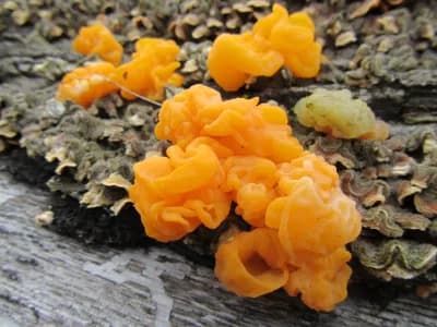 Tremella Mesenterica