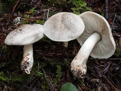 Tricholoma Pardinum