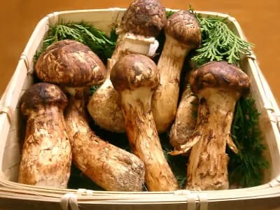 Tricholoma Matsutake