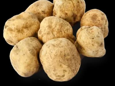 Tuber Magnatum Truffle Mushroom