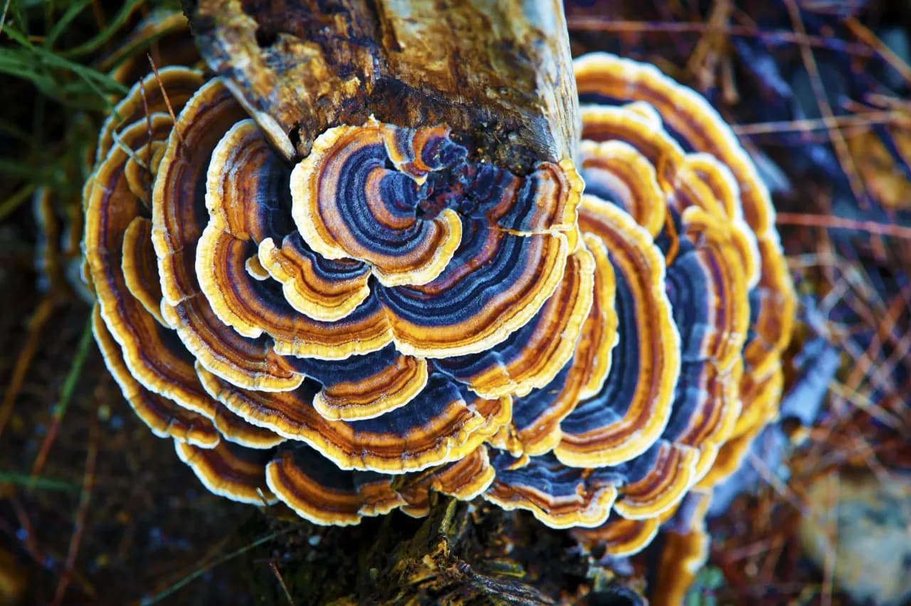 Turkey Tail