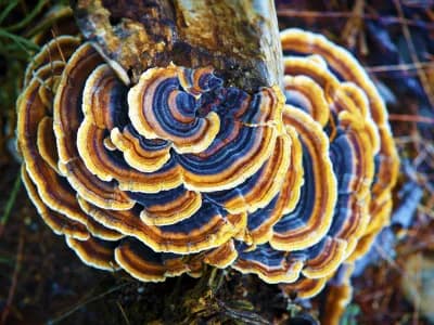 Turkey Tail