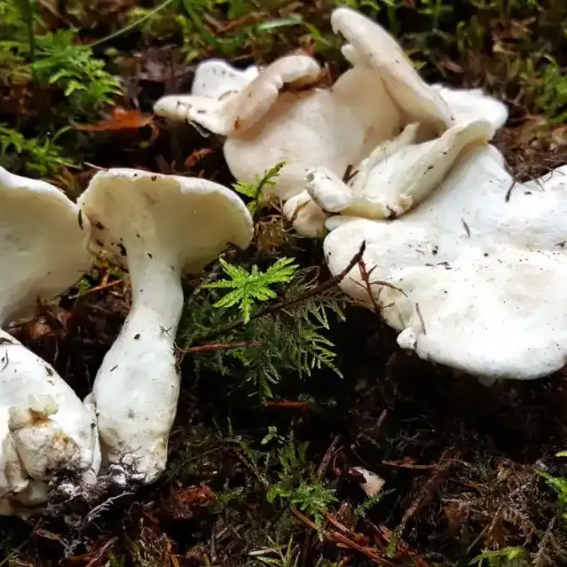 Albatrellus Ovinus Mushroom
