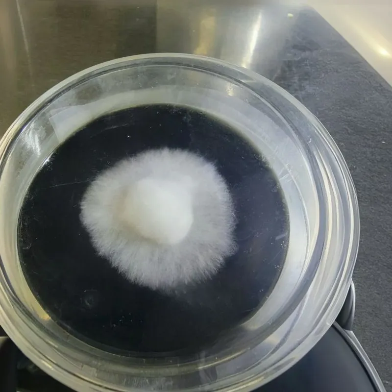 Agar Plate