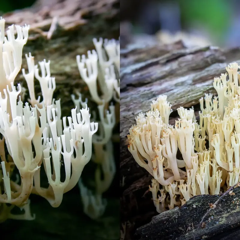 Artomyces pyxidatus Mushroom