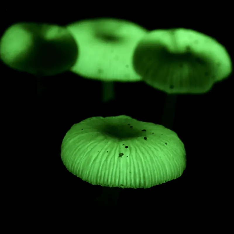 Bioluminescent