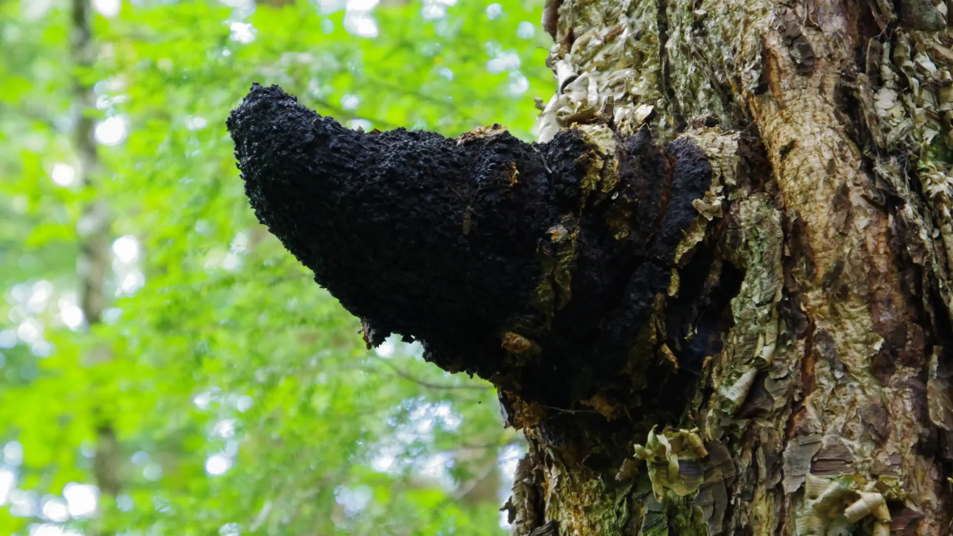 Chaga