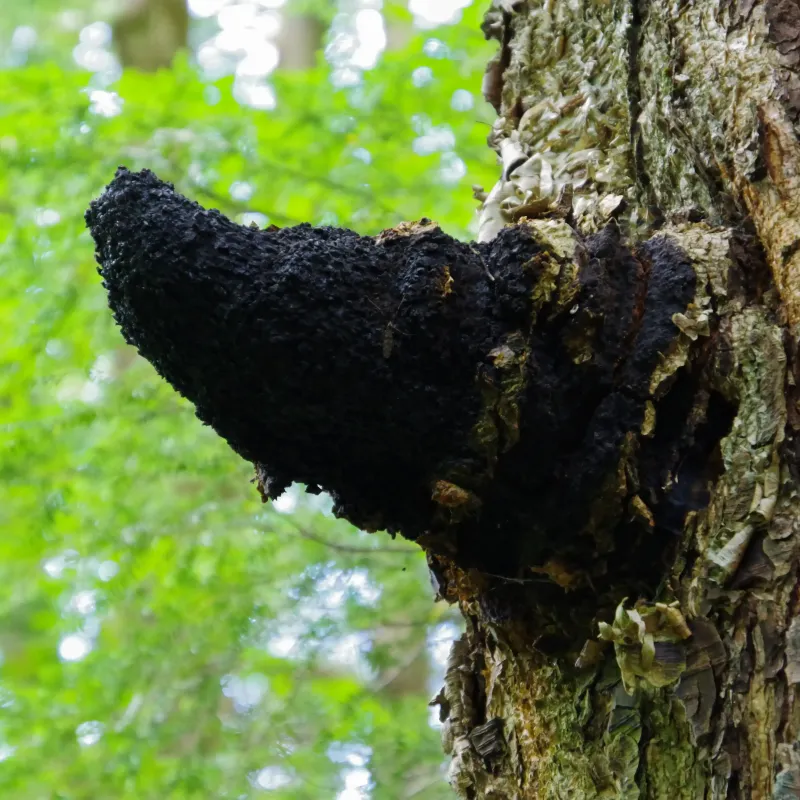 Chaga