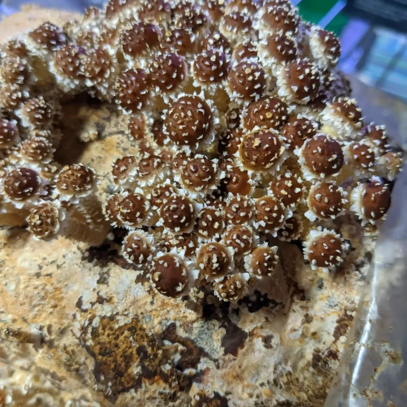 Chestnut