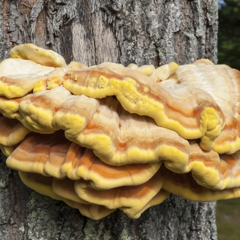Chicken Woods