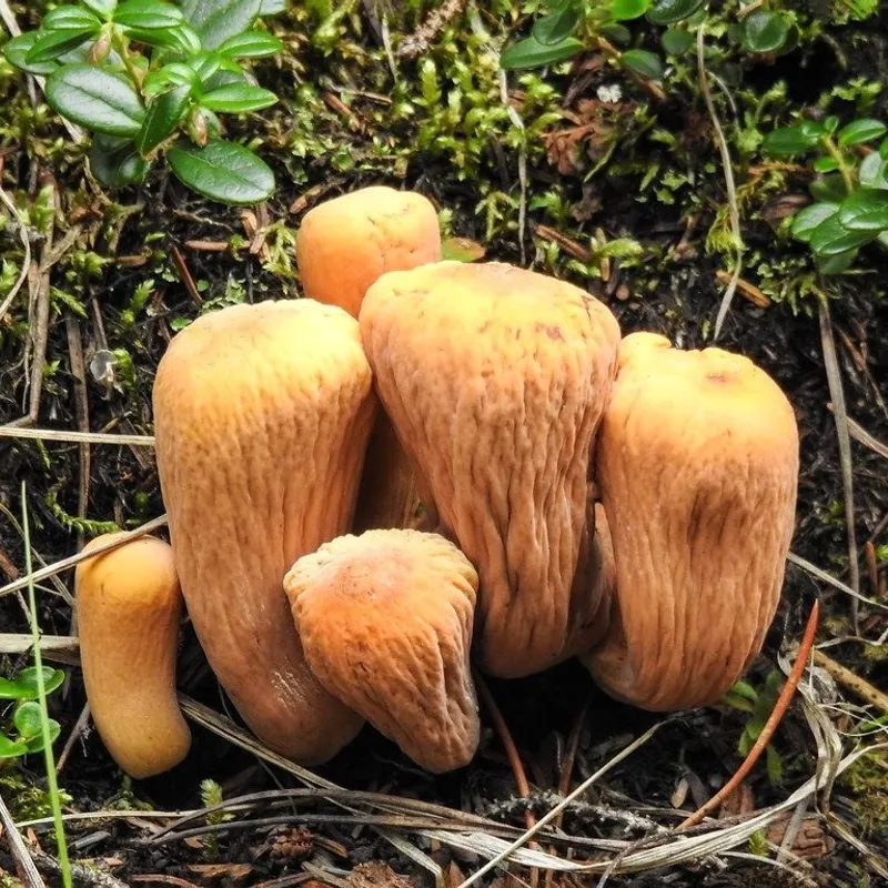 Clavariadelphus Truncatus Mushroom