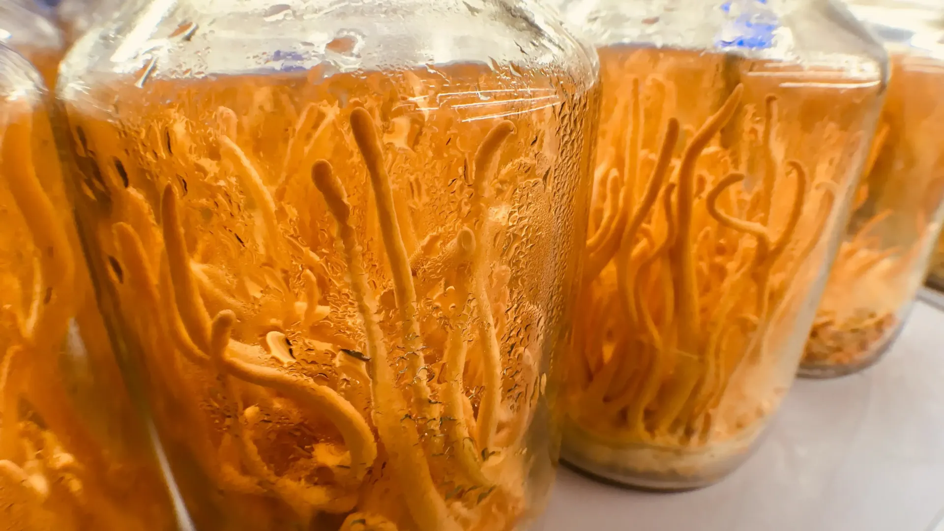 Cordyceps