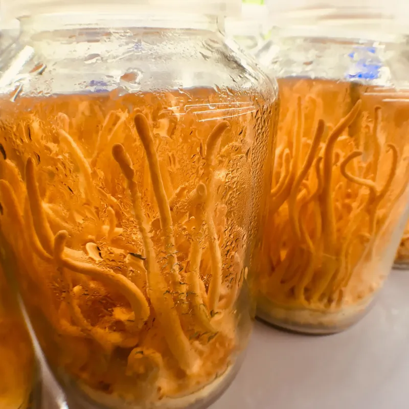 Cordyceps