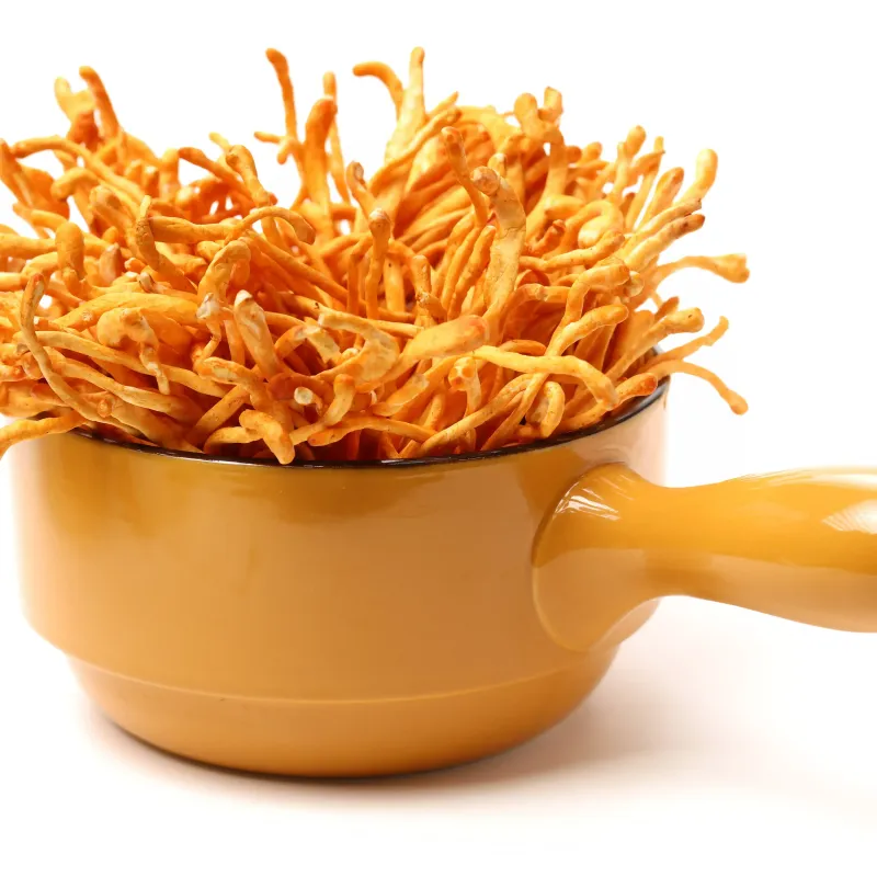 Cordyceps