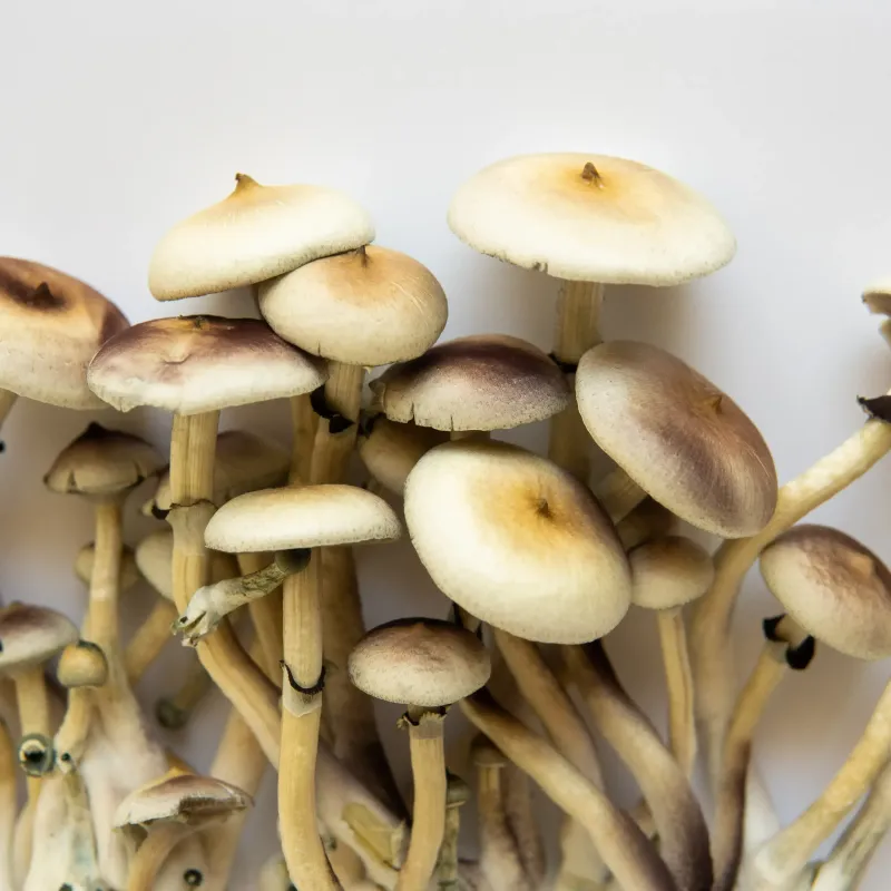 Cubensis