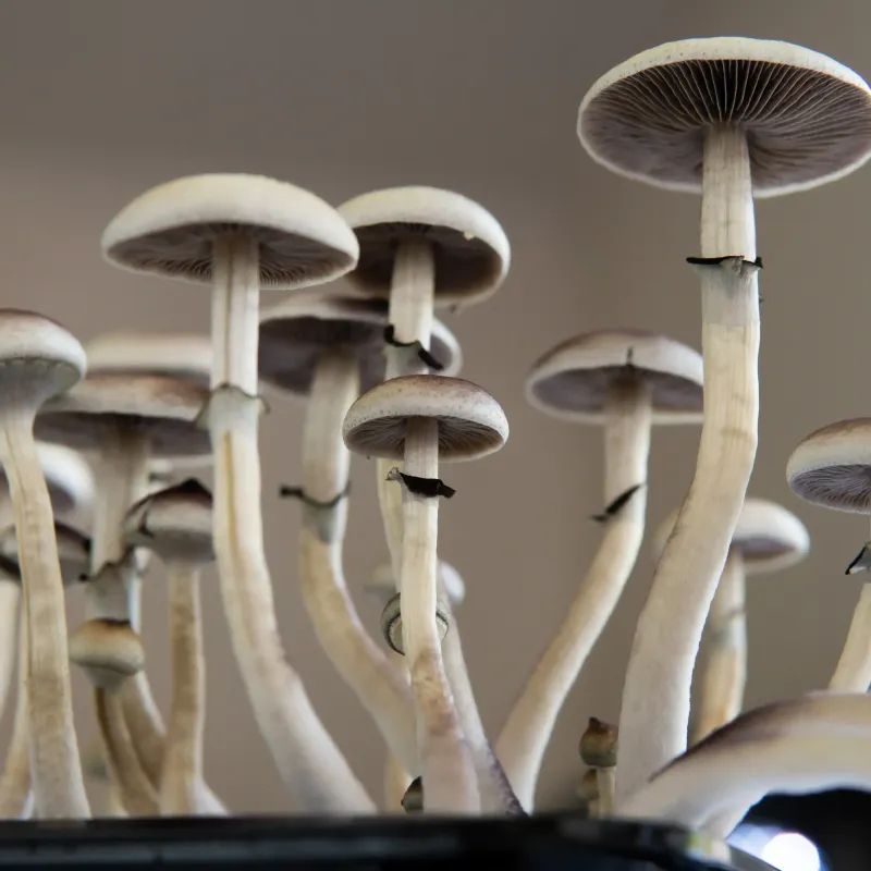 Cubensis