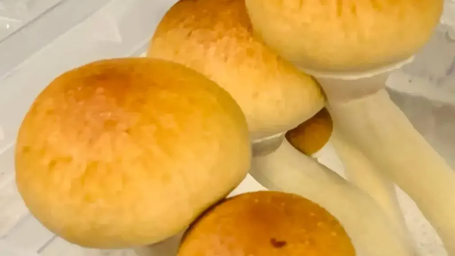 Falcão Dourado