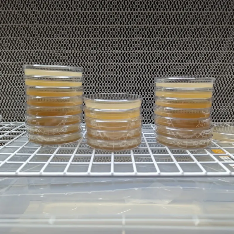 Lab