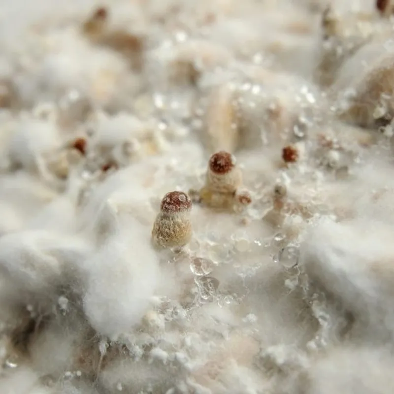 Mushroom Pinning