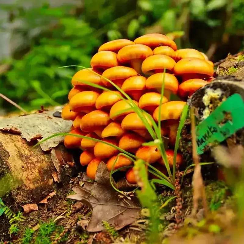 Nameko Nature