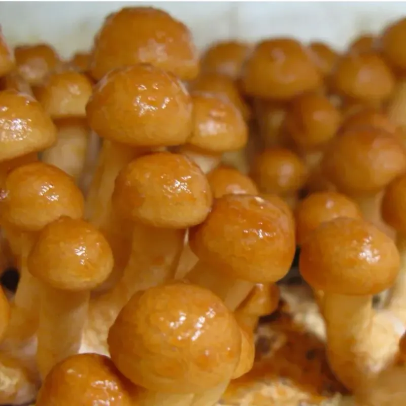 Nameko Pins