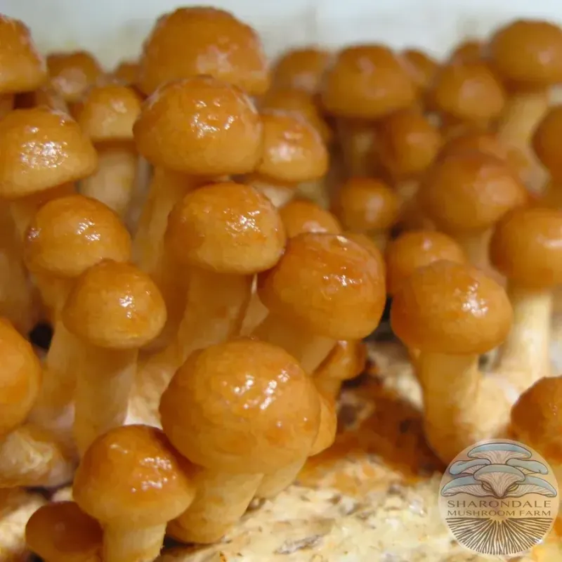 Nameko Pinning