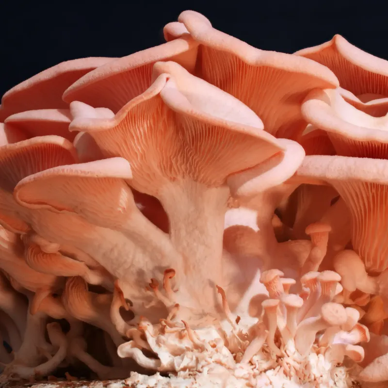 Pink Oyster