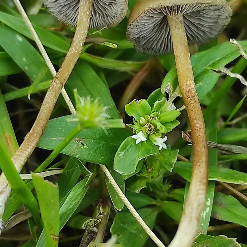 Psilocybe ingeli Mushroom