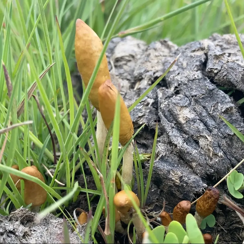 Psilocybe maluti Mushroom