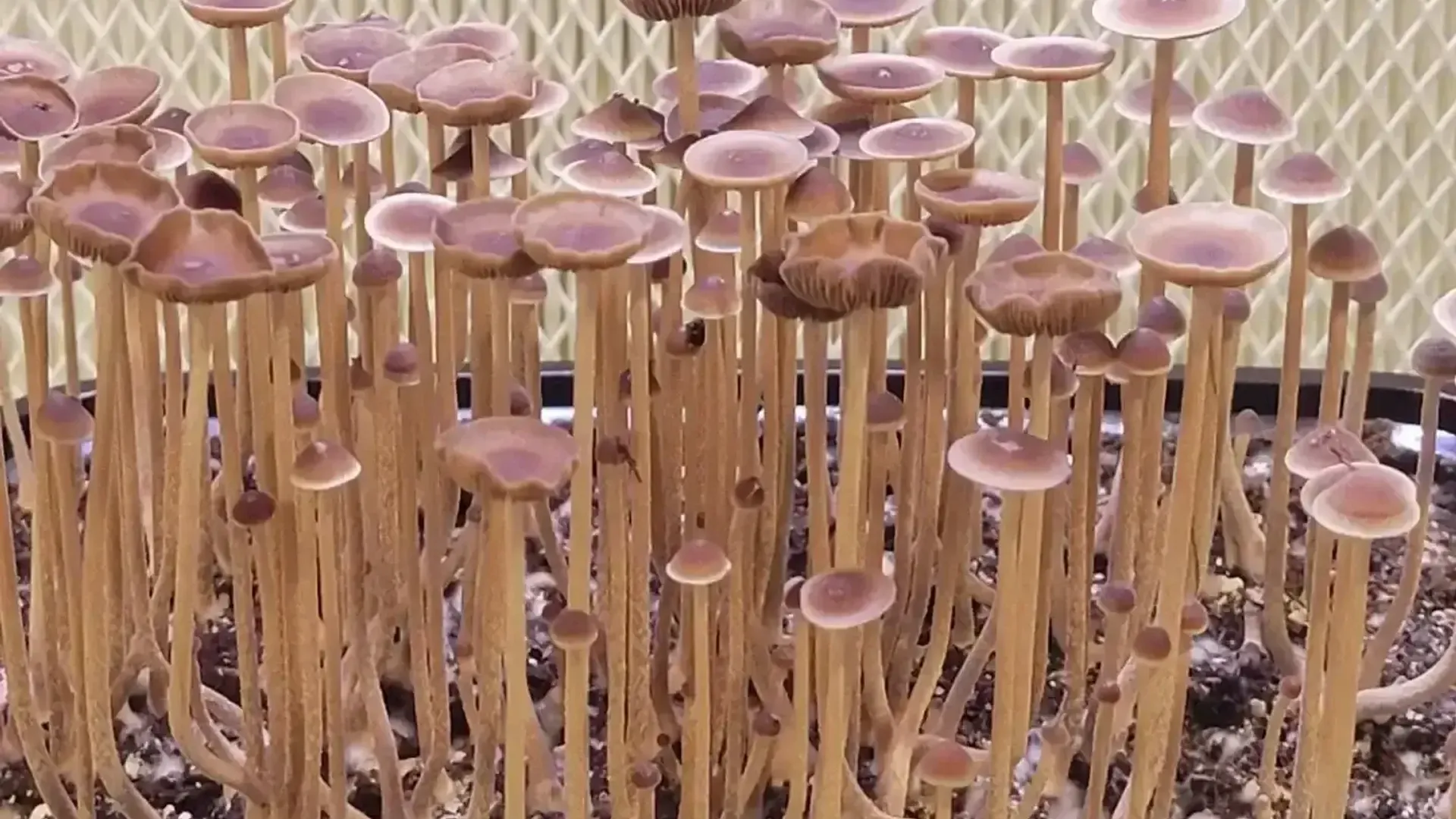 Psilocybe Mexicana