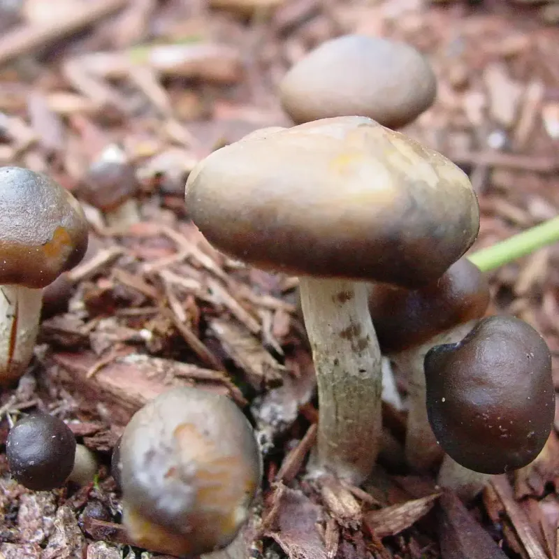 Psilocybe Subaeruginascens