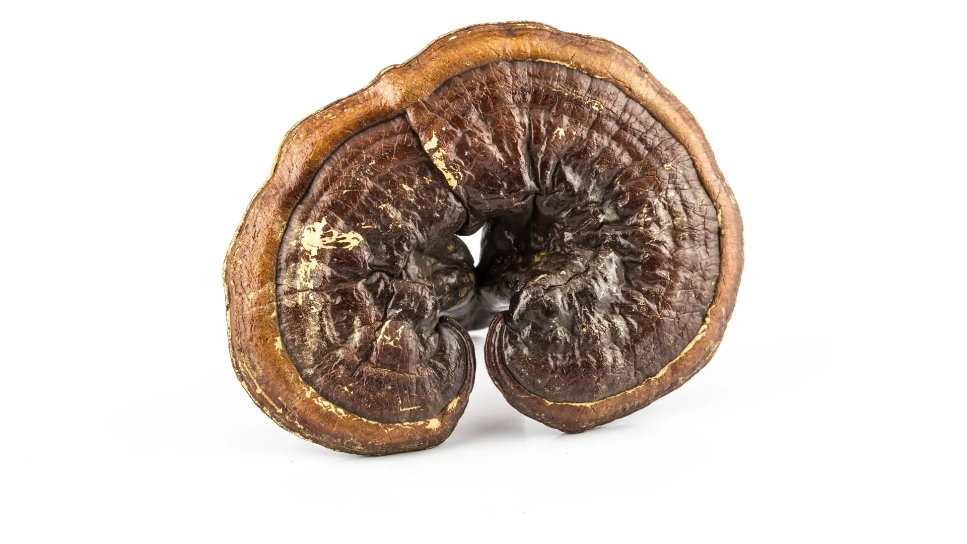 Reishi