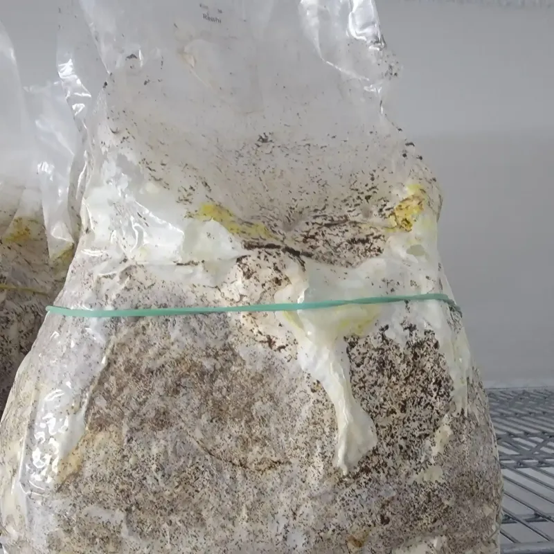 Substrate Bag