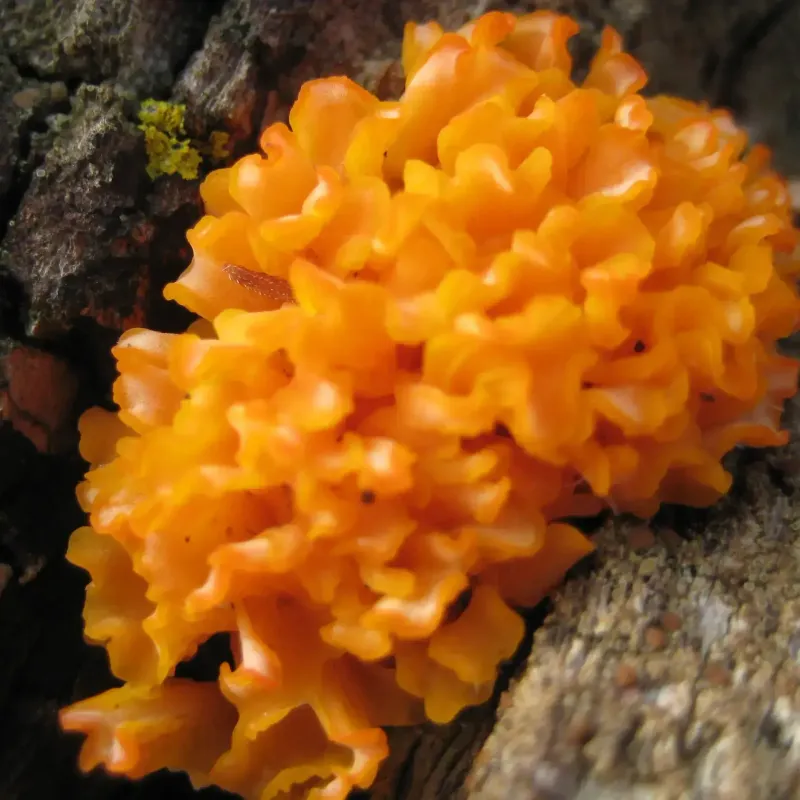 TremellaAurantia