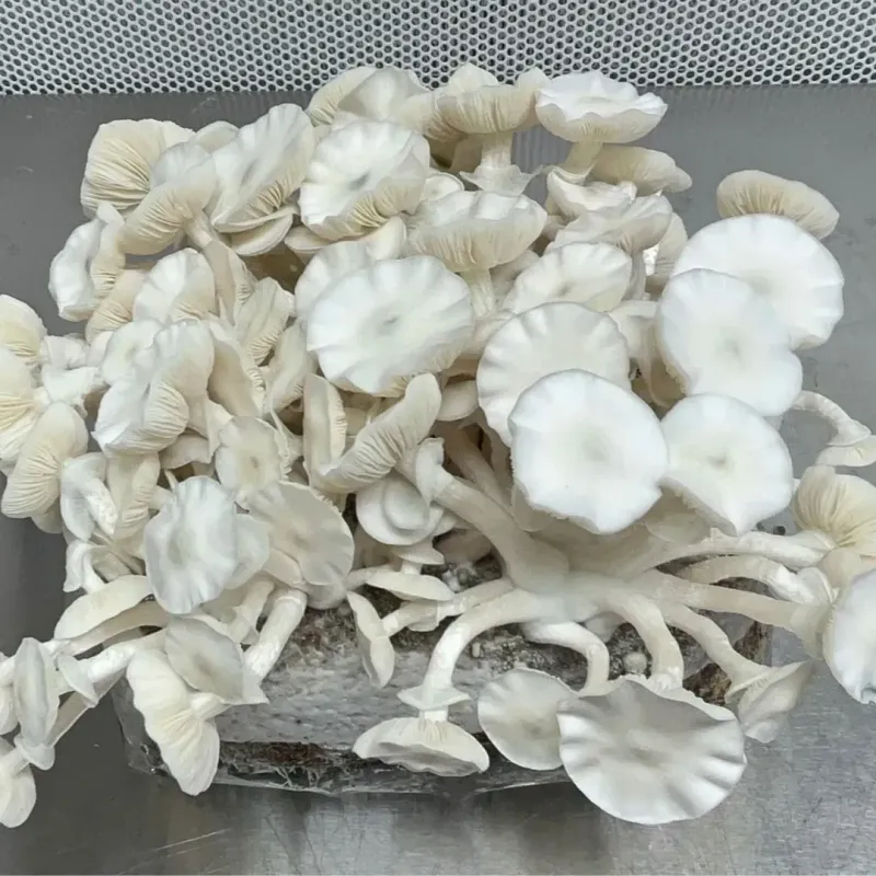 Professor Verdadeiro-Albino