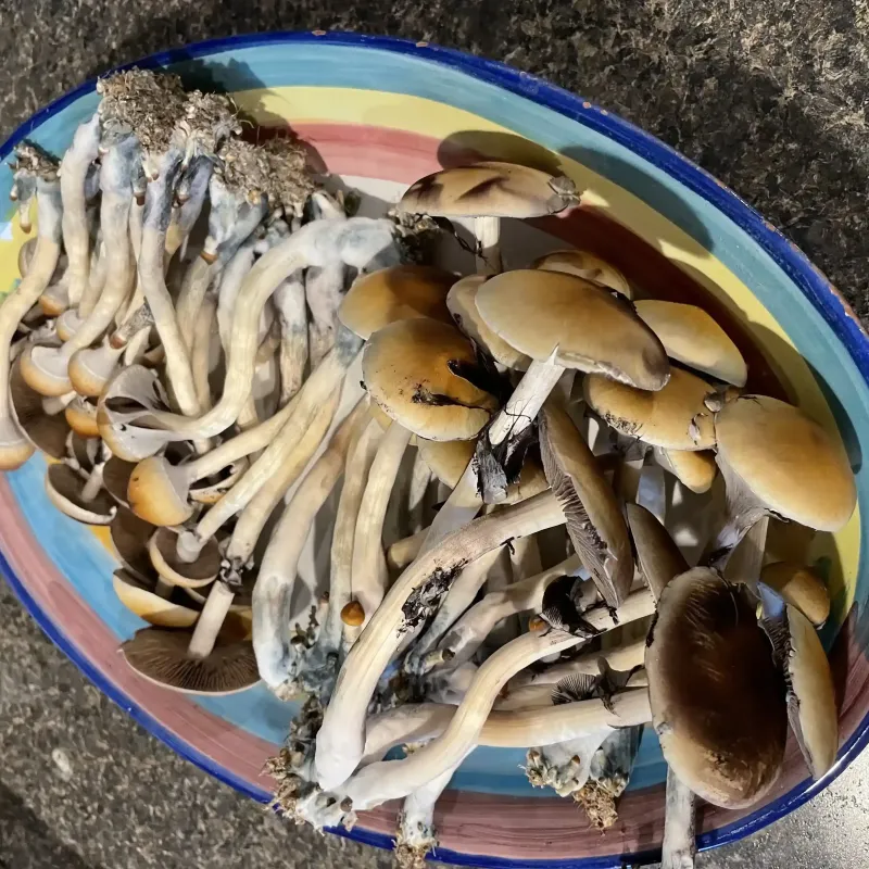 Zillacybin